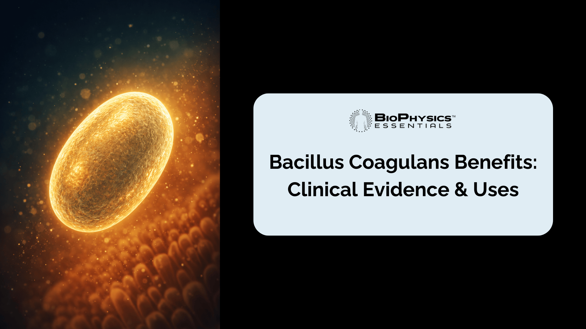 Bacillus Coagulans Benefits: Clinical Evidence & Uses