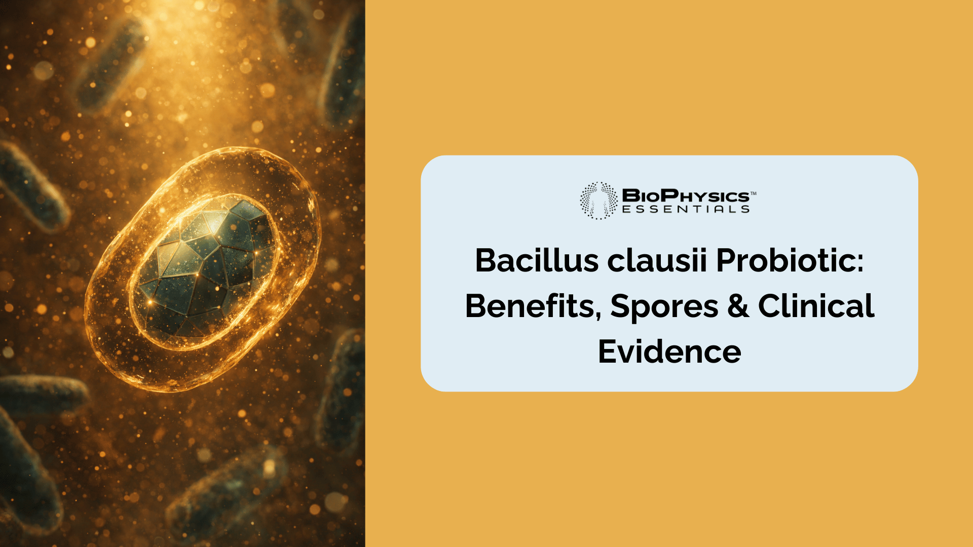 Macro illustration of a Bacillus clausii endospore in biological fluid