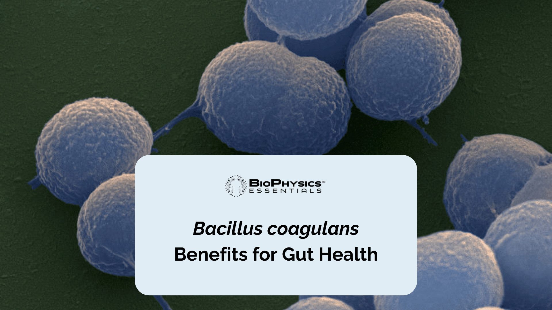 Bacillus coagulans Benefits For Gut Health