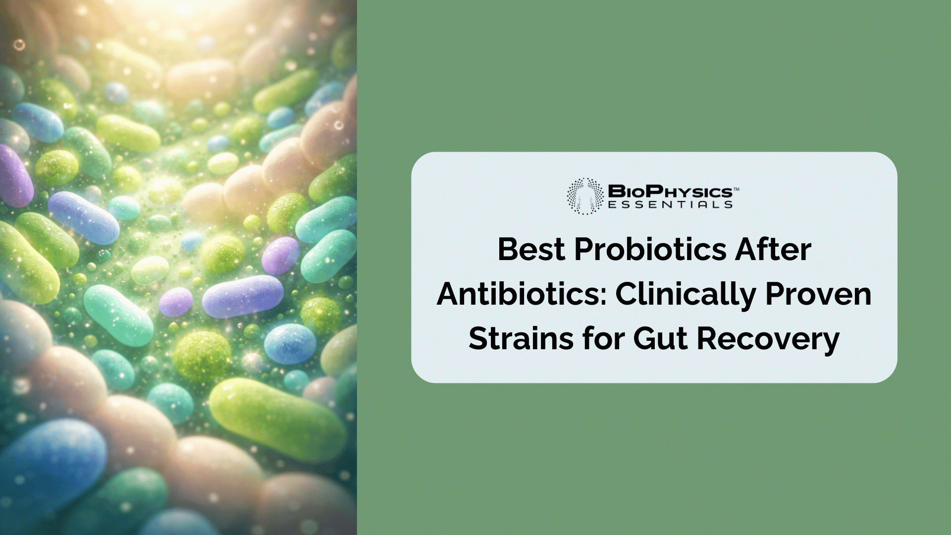 BioPhysics Essentials featured article banner showing colorful beneficial gut bacteria illustration alongside the title "Best Probiotics After Antibiotics: Clinically Proven Strains for Gut Recovery"