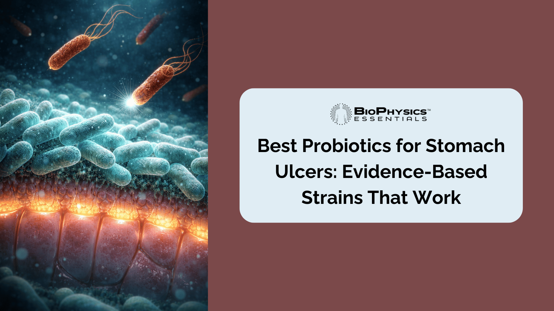 Cinematic microscopic visualization of Lactobacillus probiotic bacteria forming a protective barrier along the gastric epithelial surface and blocking H. pylori from binding to receptor sites