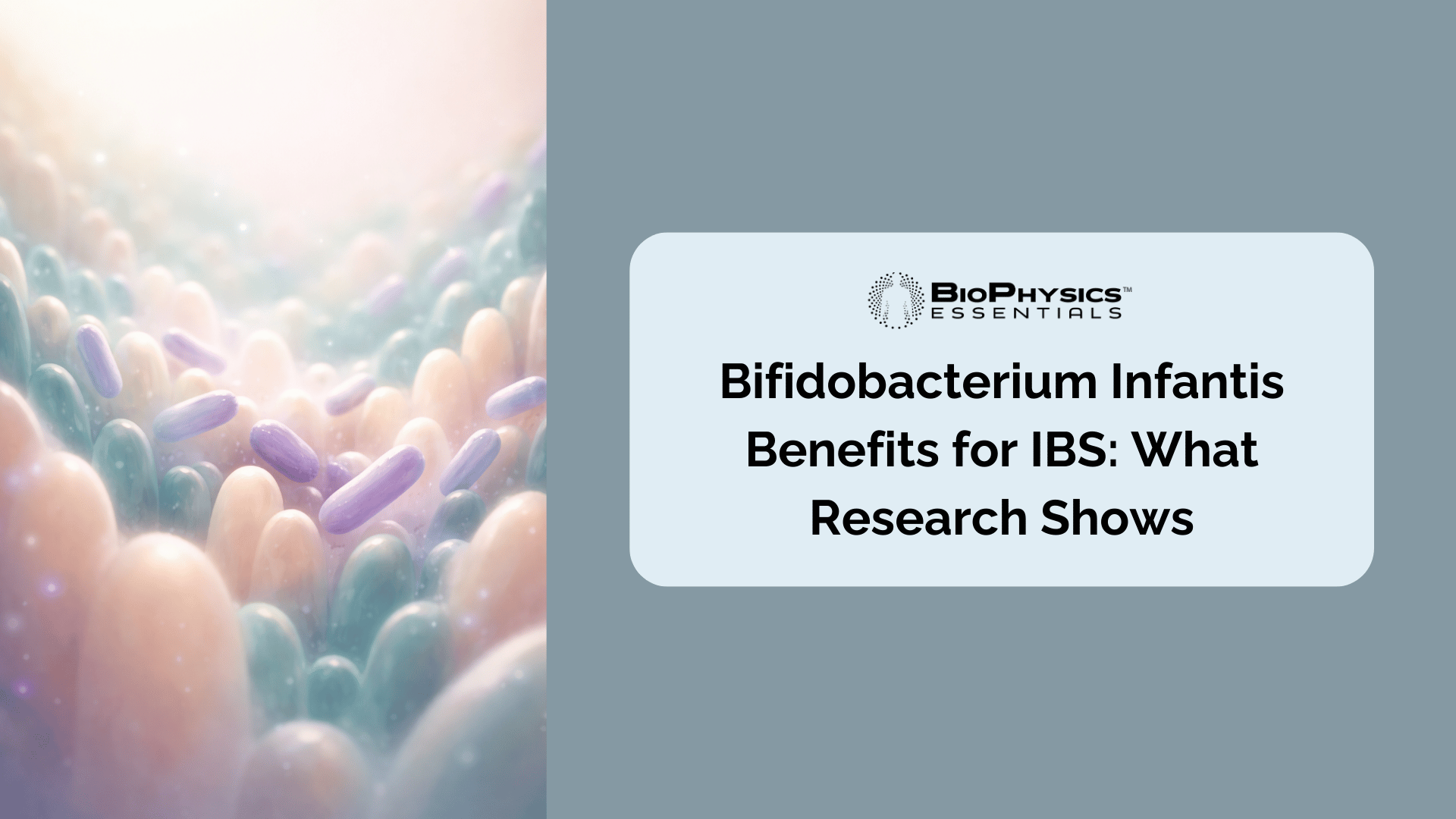 bifidobacterium infantis benefits for IBS featured banner highlighting B. infantis colonies along the gut lining