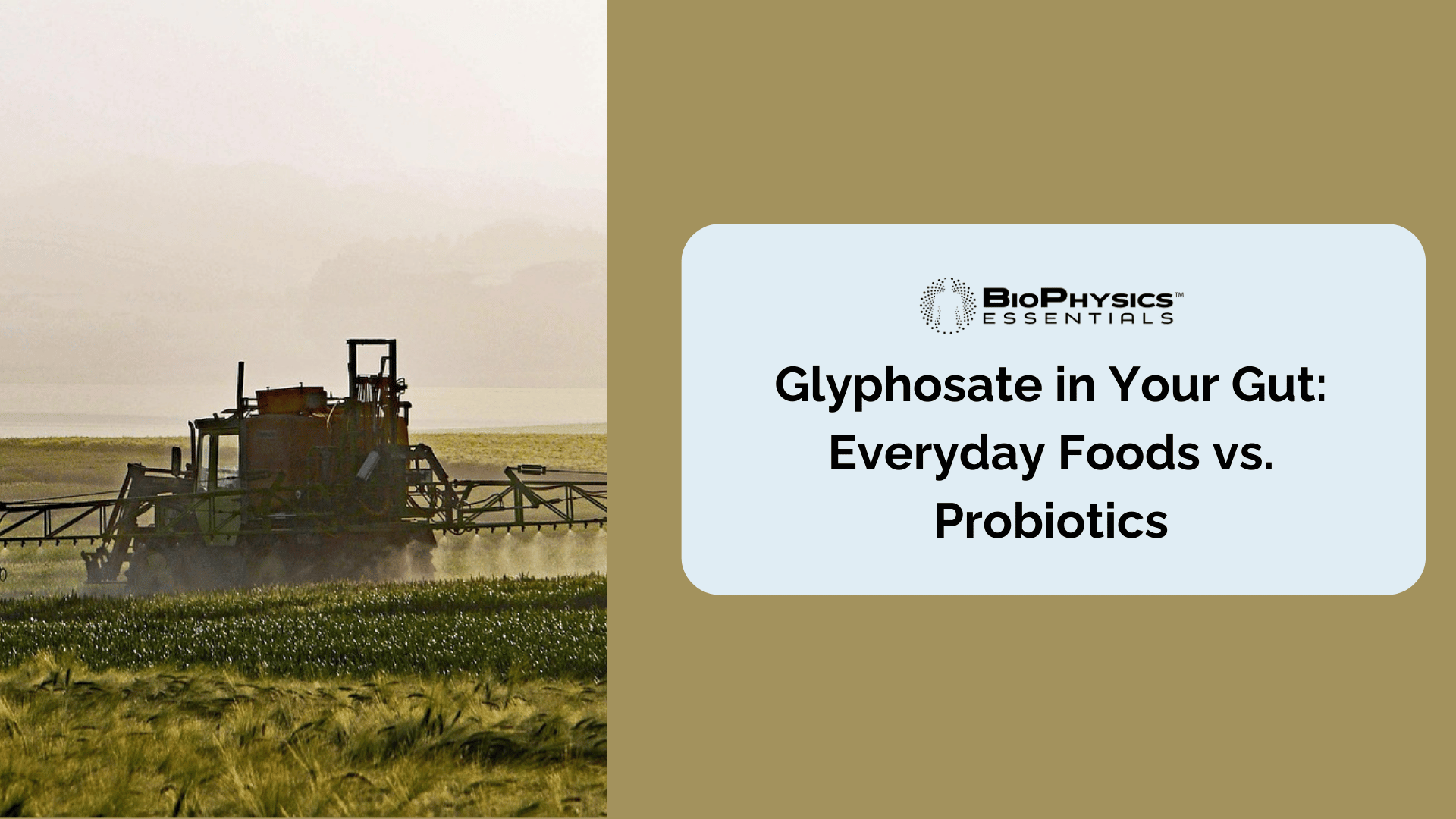 Glyphosate in Your Gut: Everyday Foods vs. Probiotics