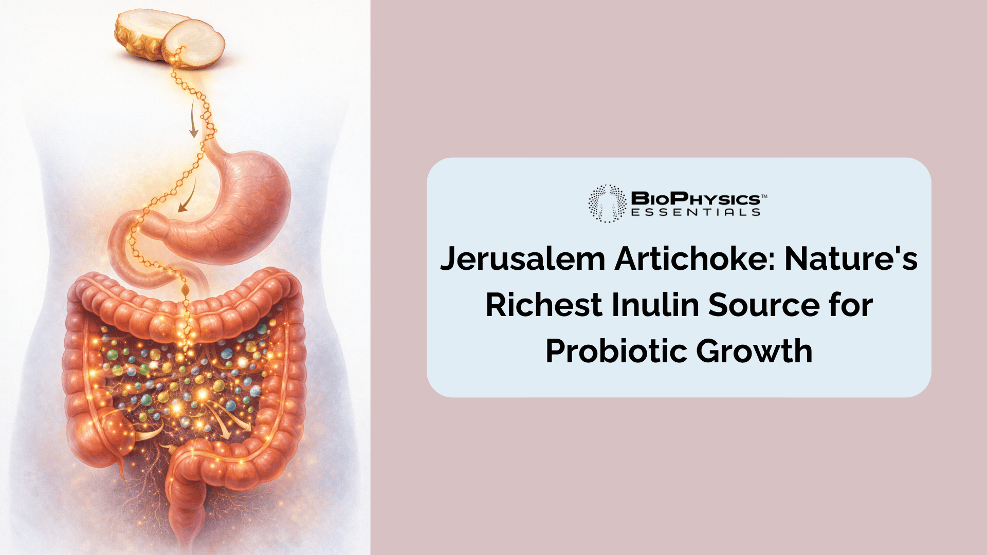 Scientific illustration showing Jerusalem artichoke tubers with golden inulin fiber chains flowing through the digestive system