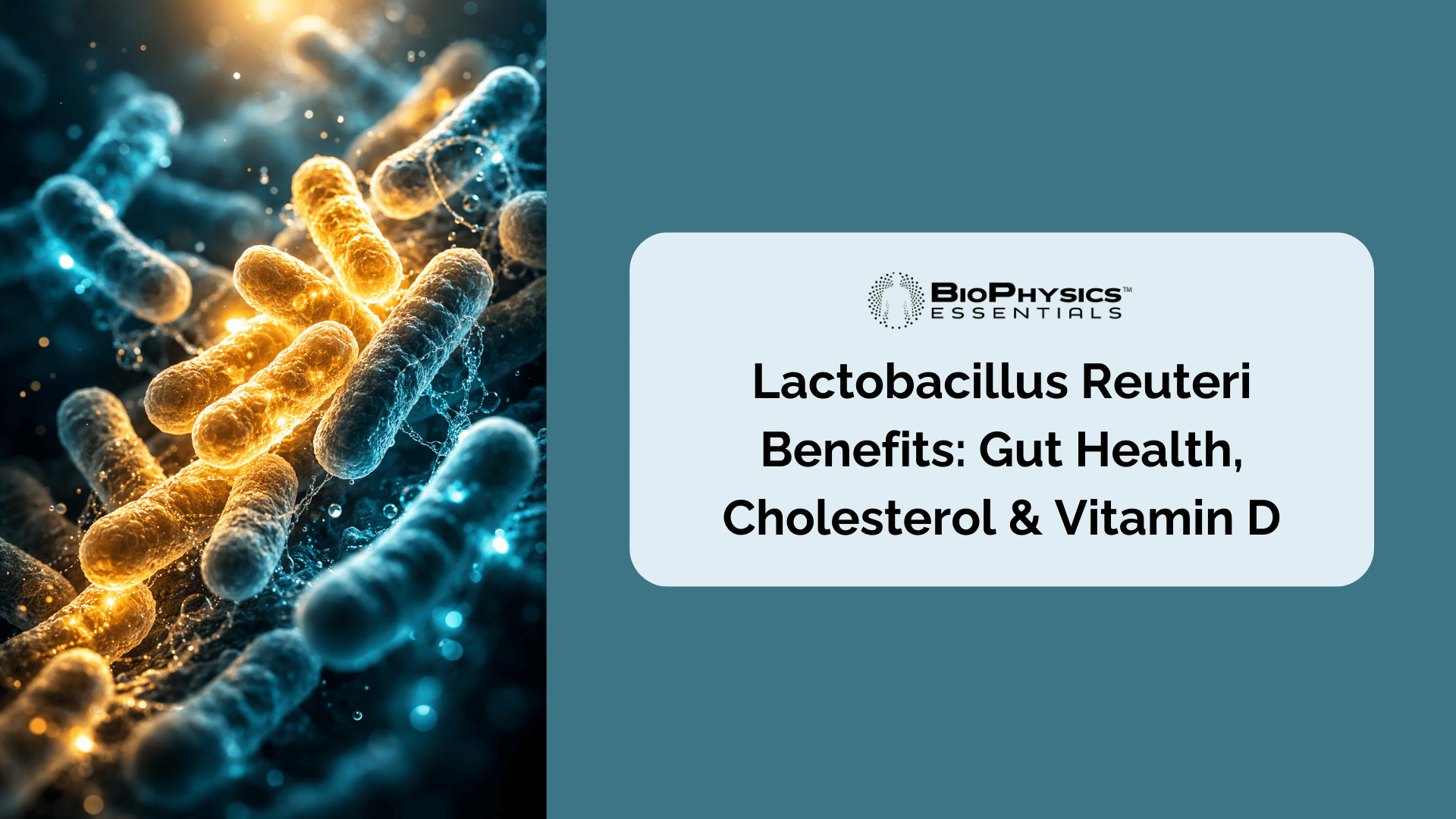Macro illustration of Lactobacillus reuteri probiotic bacteria illuminated in the gut microbiome environment