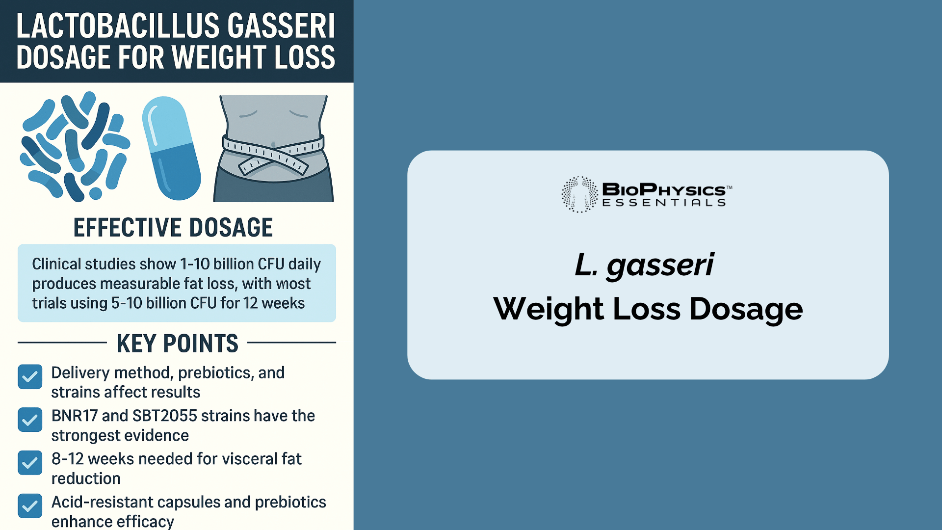 Infographic summarizing Lactobacillus gasseri dosage for weight loss, showing recommended CFU range, key factors affecting results, and 8–12 week timeline.