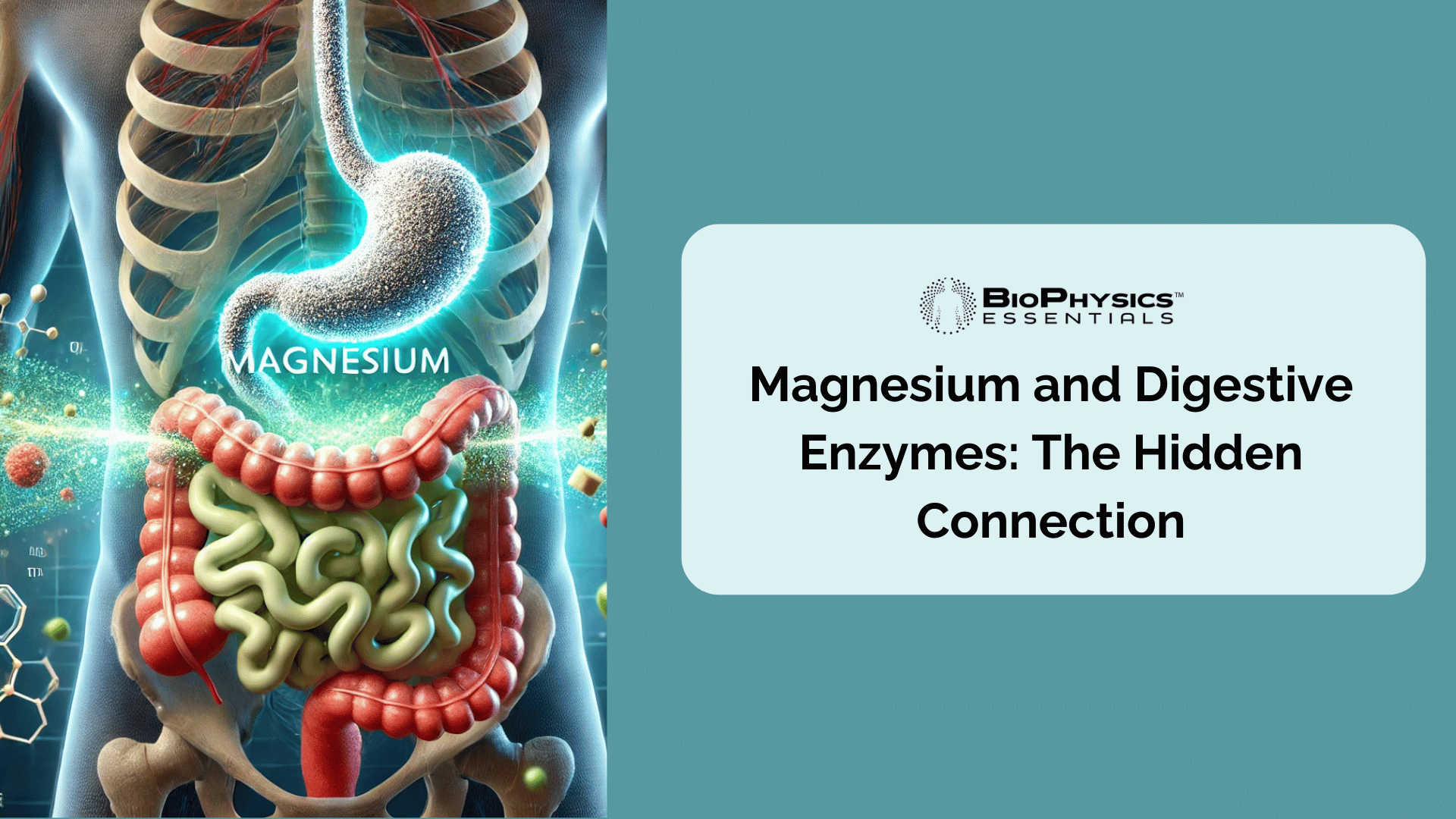 Magnesium and Digestive Enzymes: The Hidden Connection