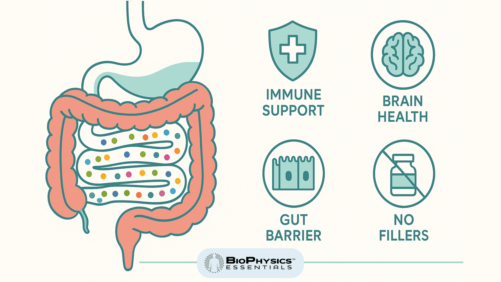 Illustration of diverse probiotic strains including Lactobacillus and Bifidobacterium species in magnesium stearate-free supplement formulation supporting intestinal health