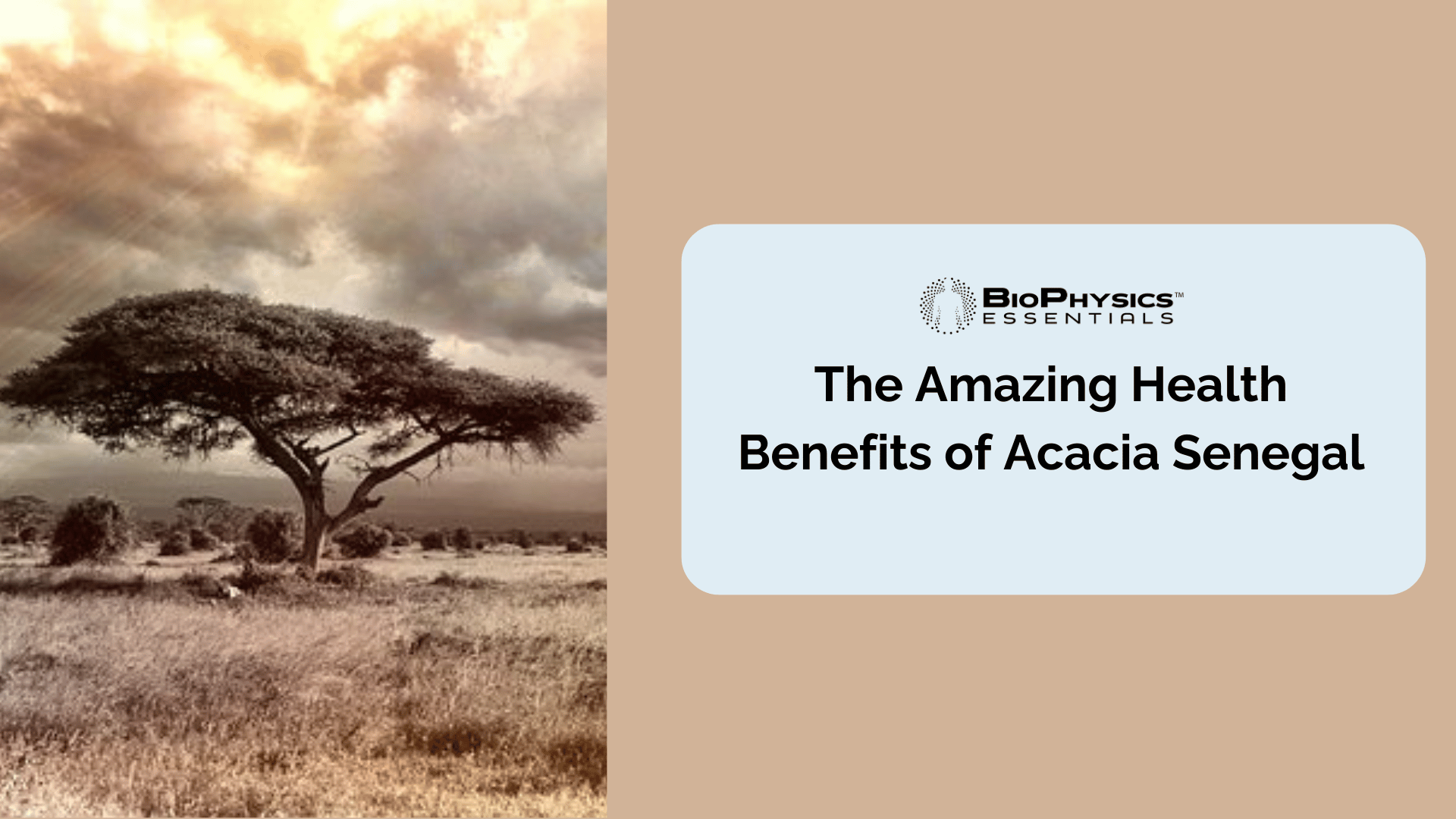 The Amazing Health Benefits of Acacia Senegal