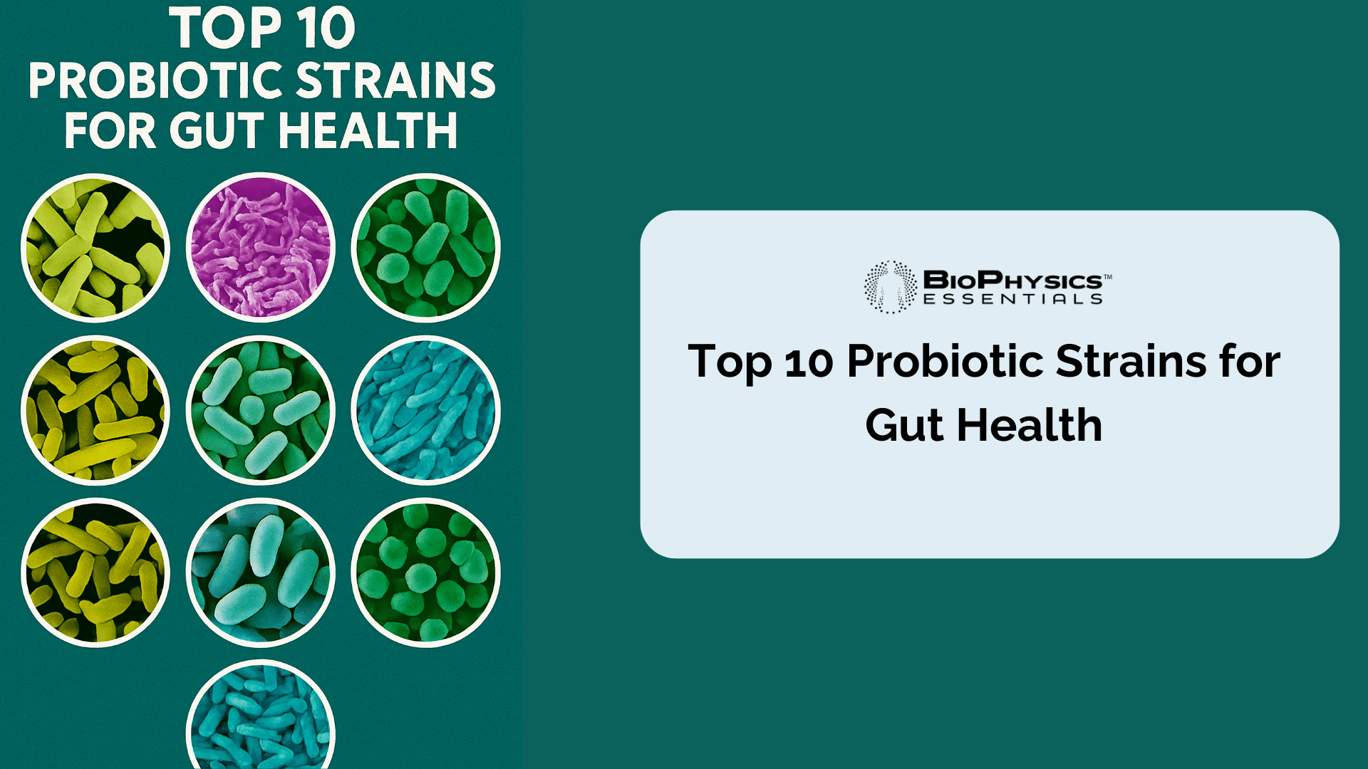 Top 10 Probiotic Strains for Gut Health