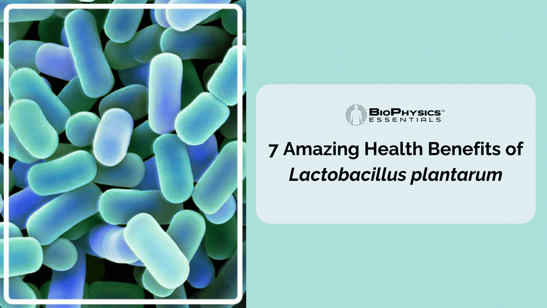 7 Amazing Health Benefits of Lactobacillus plantarum: Scientific Review