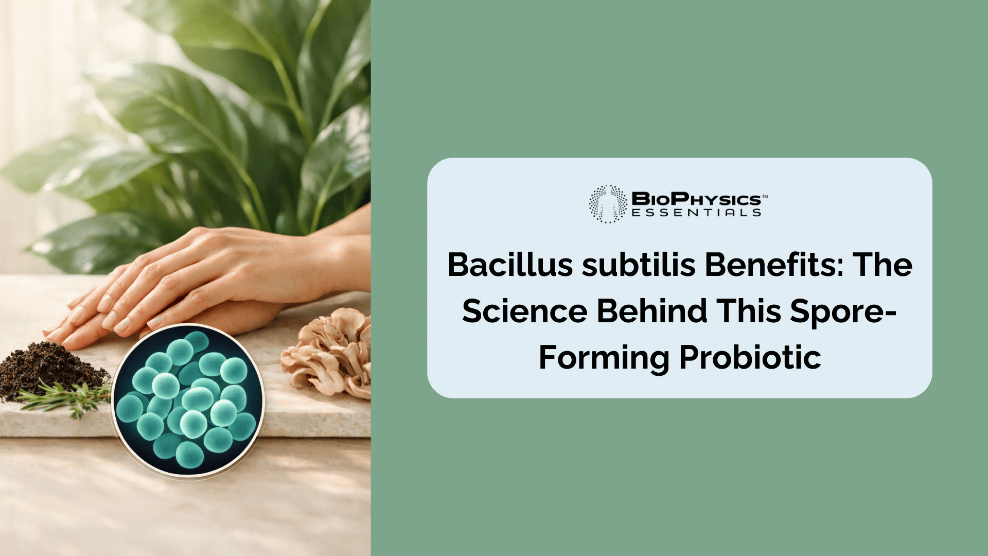 Hands resting among fresh botanicals and maitake mushroom with an inset microscopic callout showing a stylized Bacillus subtilis bacterial culture