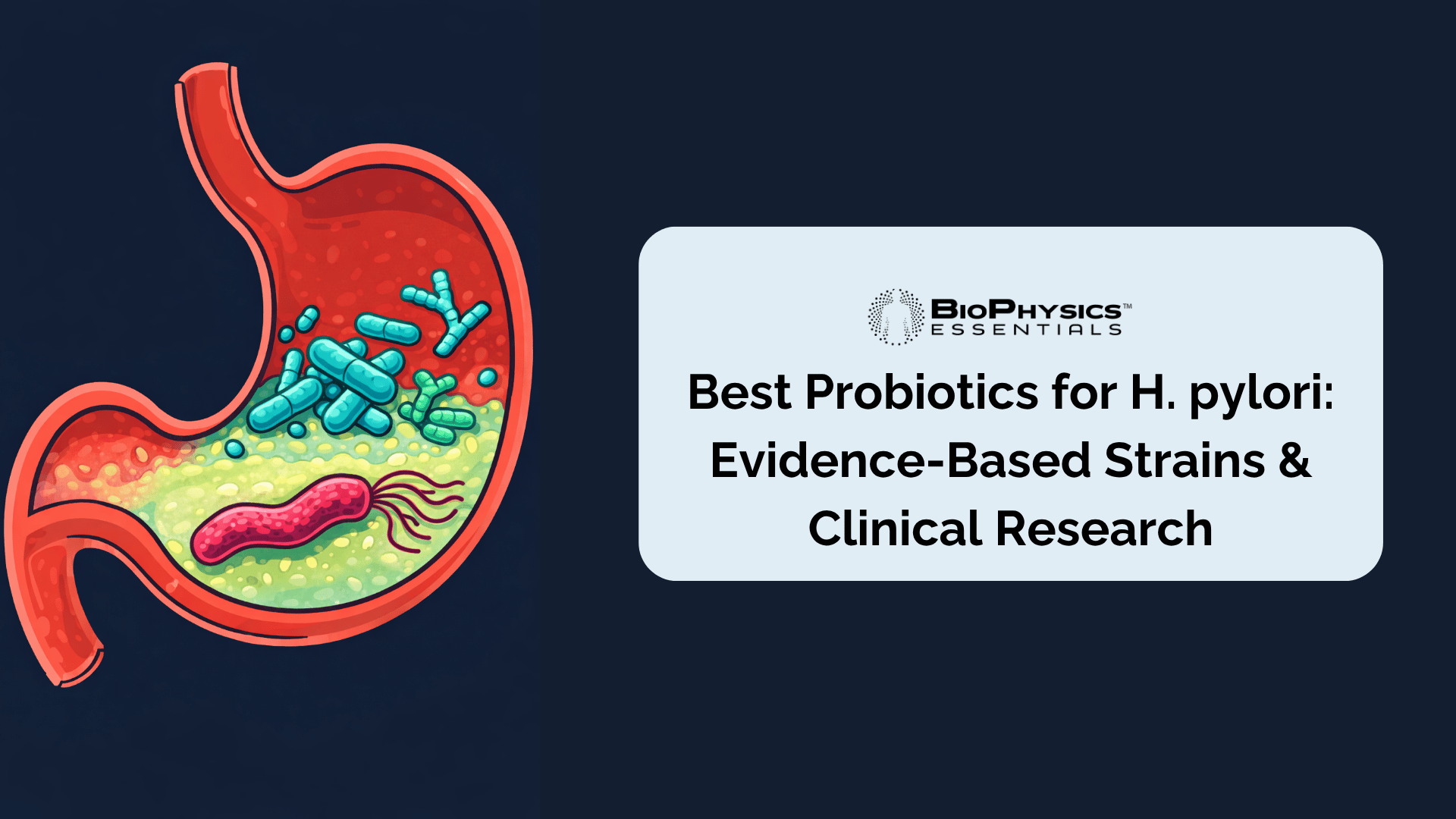 Educational cross-sectional illustration of the stomach showing H. pylori bacteria in the gastric mucus layer being displaced and outcompeted by beneficial probiotic Lactobacillus and Bifidobacterium bacteria