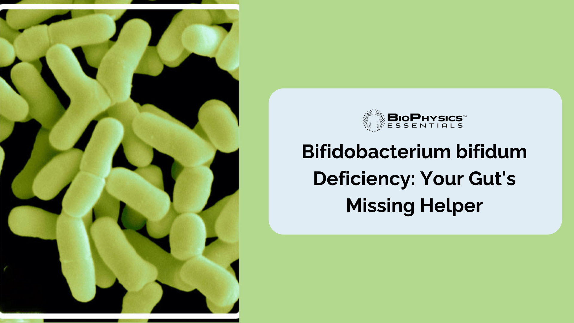 Bifidobacterium bifidum Deficiency: Your Gut's Missing Helper