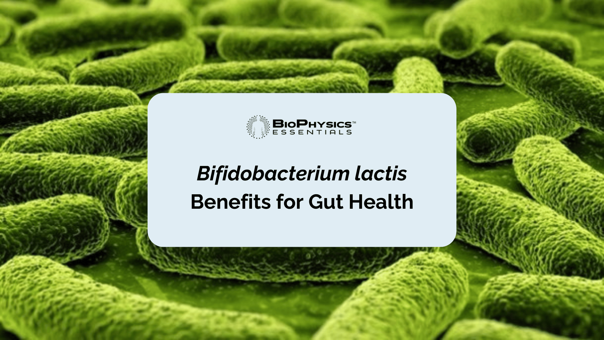 Unlocking the Potential of Bifidobacterium lactis Benefits for Gut Health