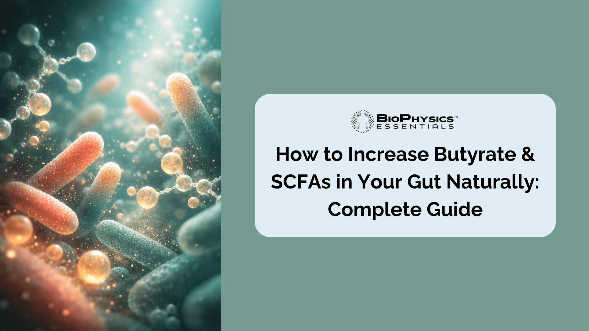 BioPhysics Essentials guide to increasing butyrate and SCFAs naturally, featuring microscopic visualization of beneficial gut bacteria and molecular structures