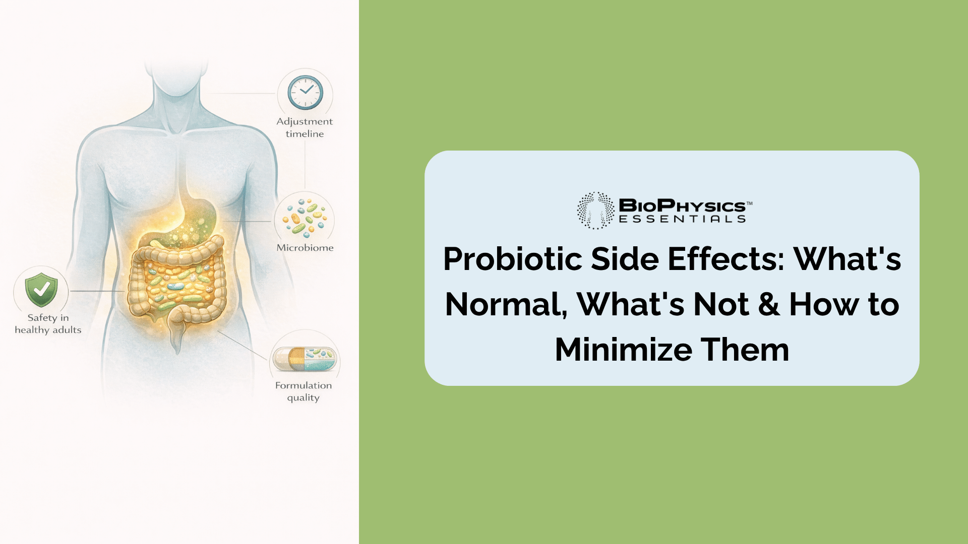 Medical illustration of the human digestive tract showing the probiotic adjustment process including microbiome activity timeline formulation quality and safety factors