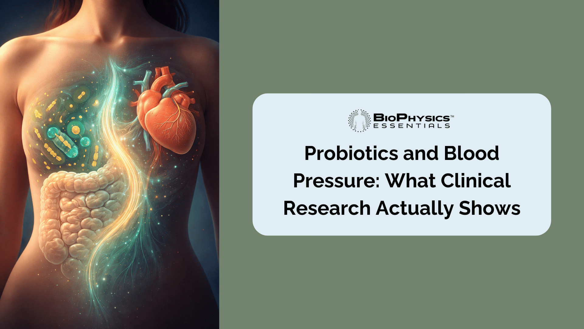 Artistic illustration of the gut-heart connection showing the digestive tract and cardiovascular system linked by bioluminescent probiotic bacteria