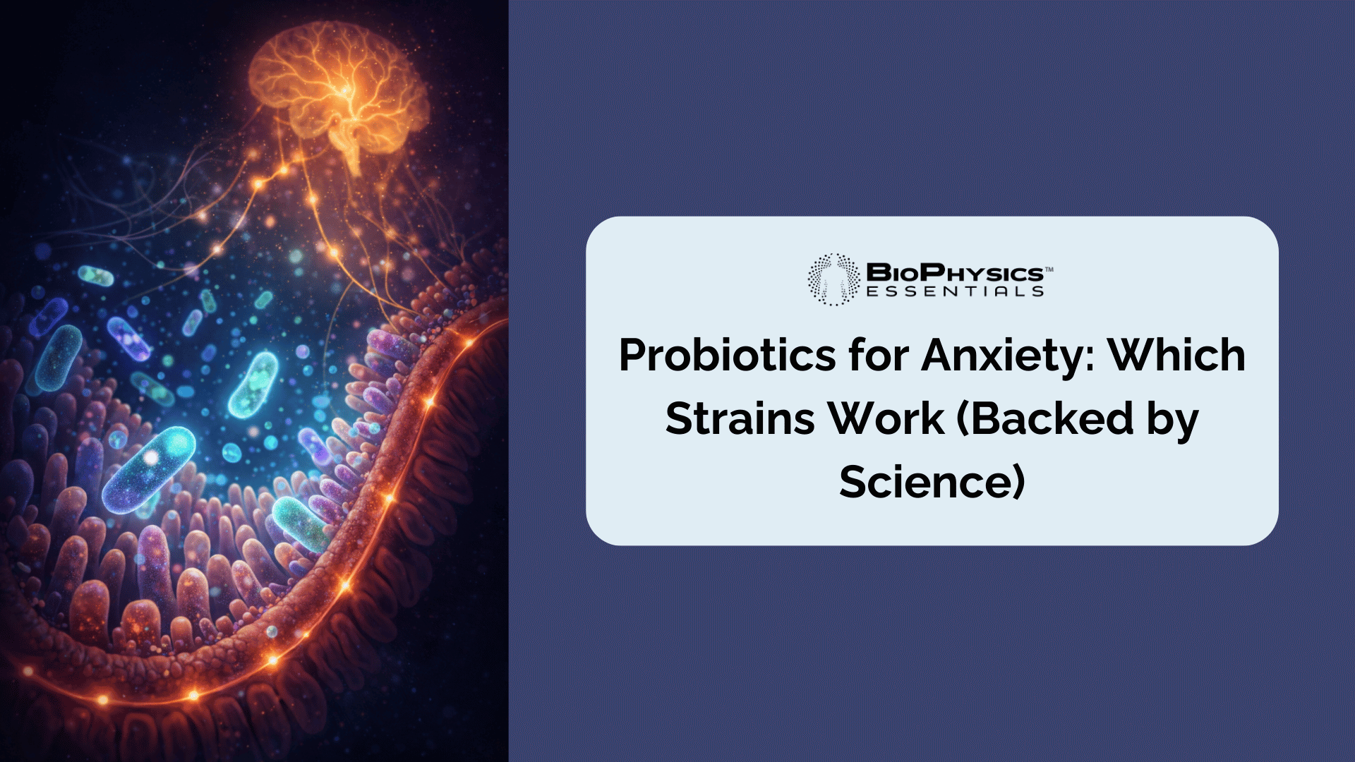 Illustrated cross-section of the gut-brain axis showing beneficial bacteria in the intestinal lining and neural pathways connecting to the brain