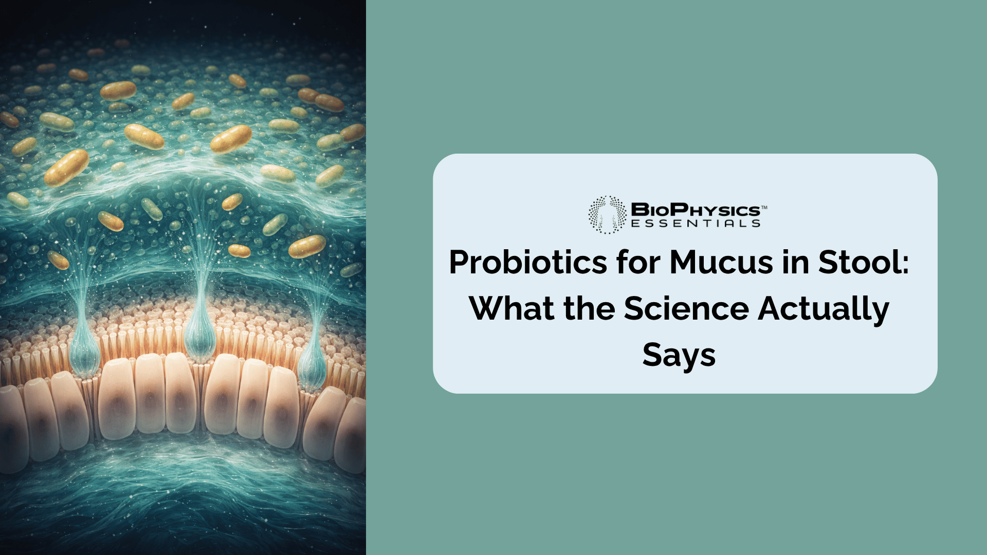 Scientific illustration of a healthy intestinal mucus layer showing goblet cells, a dense inner mucus barrier, and beneficial probiotic bacteria colonizing the outer layer in bioluminescent tones