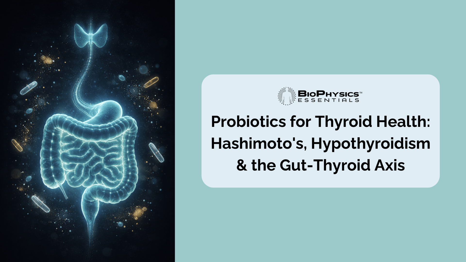 Glowing anatomical illustration of the gut-thyroid connection representing the relationship between the microbiome and thyroid health
