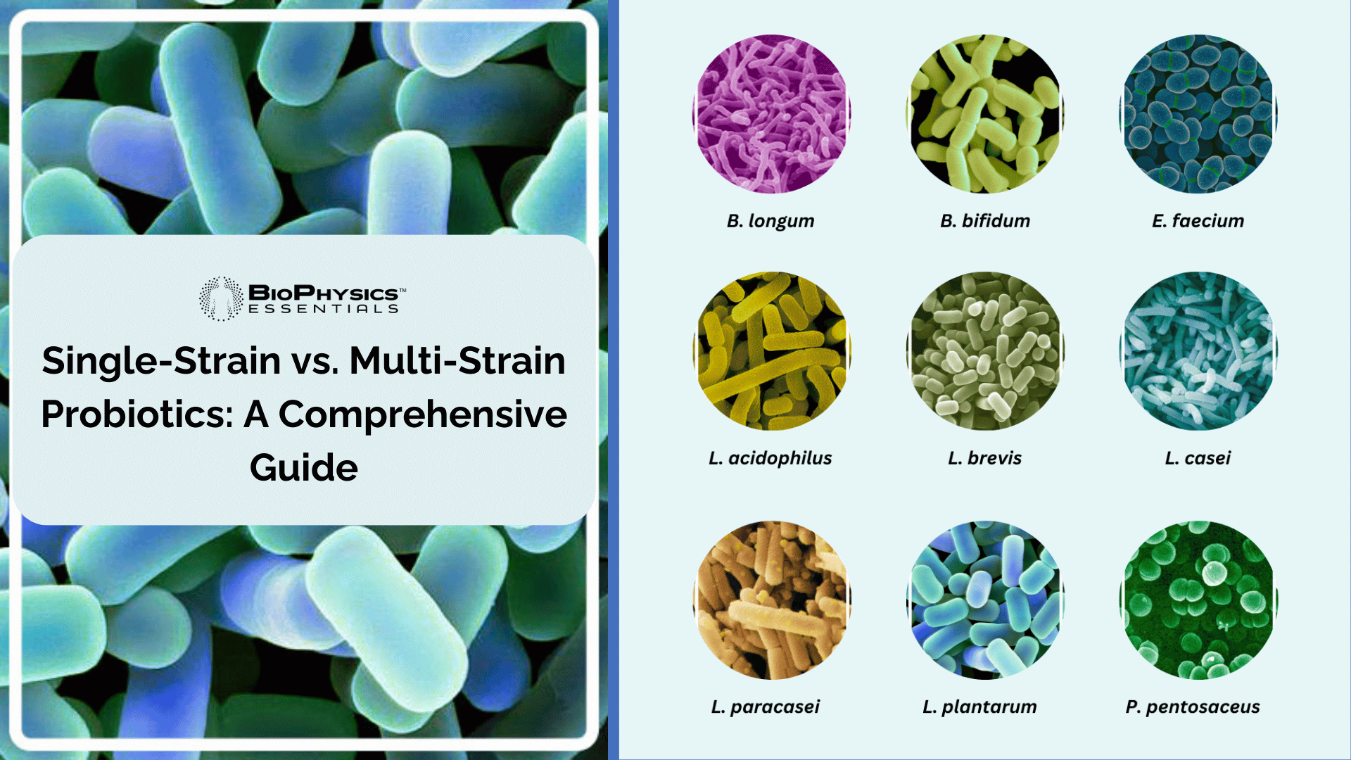 Single-Strain vs. Multi-Strain Probiotics: A Comprehensive Guide