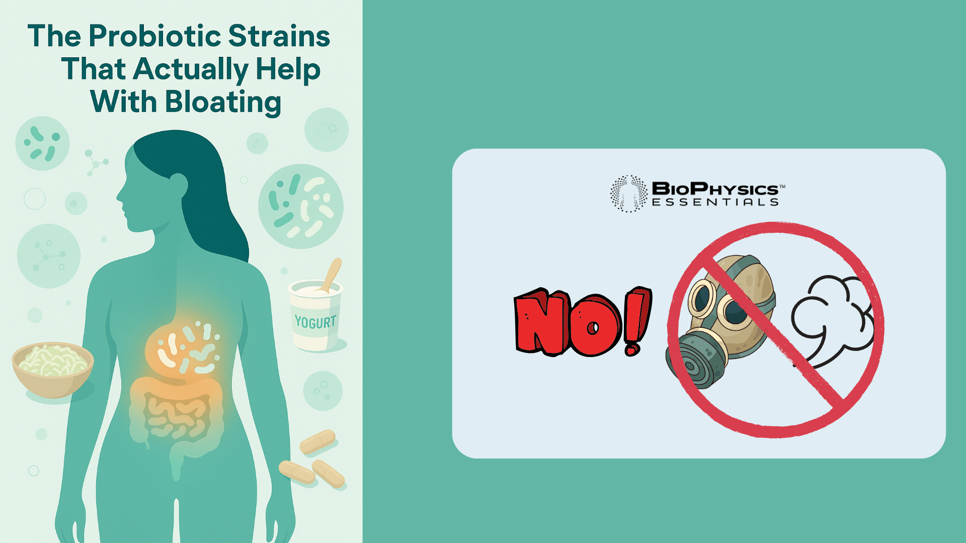 the probiotic strains that actually help with bloating infographic with a woman and inflamed digestive system alongside probiotic visuals