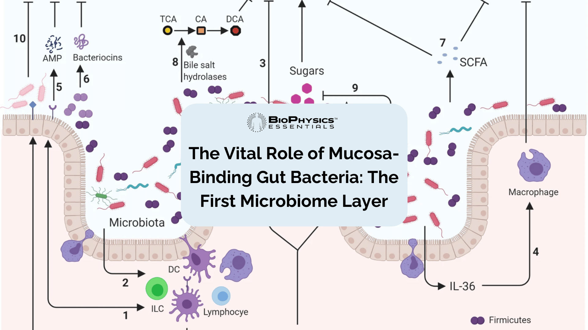 Mucosa-binding gut bacteria illustration