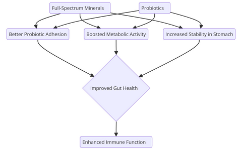 Minerals Enhancing Probiotic Effectiveness